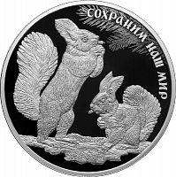 Серебряная монета 25 рублей в капсуле (155.5 г) Сохраним наш мир. Белка обыкновенная. СПМД 2023 Proof